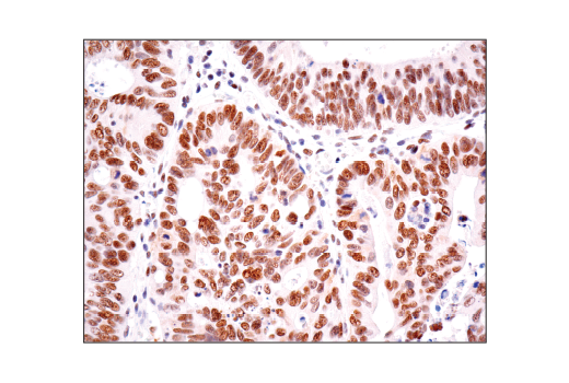 Immunohistochemistry Image 1: HAUSP (D17C6) XP® Rabbit mAb (BSA and Azide Free)