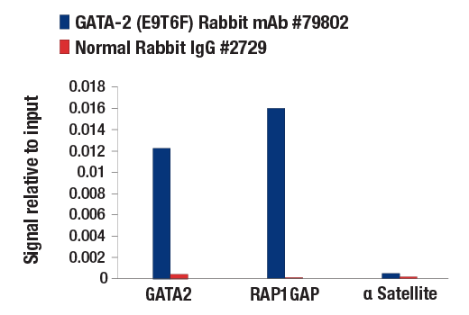  Image 12: GATA Transcription Factor Antibody Sampler Kit