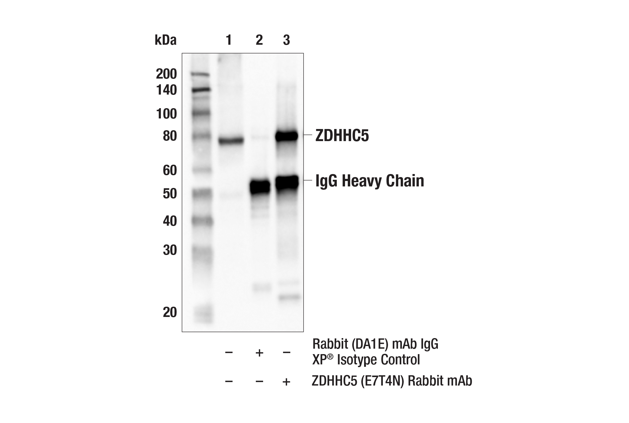 Immunoprecipitation Image 1: ZDHHC5 (E7T4N) Rabbit mAb