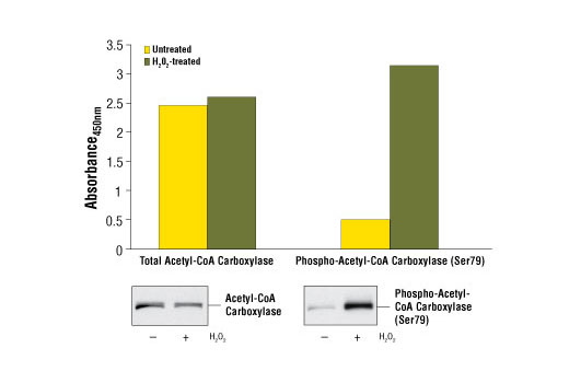  Image 1: PathScan® Phospho-Acetyl-CoA Carboxylase (Ser79) Sandwich ELISA Kit