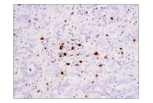 Immunohistochemistry Image 3: Granzyme B (D6E9W) Rabbit mAb (BSA and Azide Free)