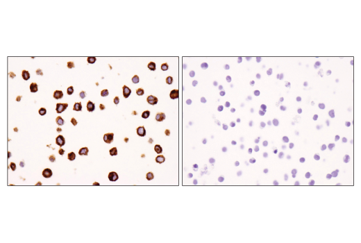 Immunohistochemistry Image 5: Granzyme B (D6E9W) Rabbit mAb (BSA and Azide Free)