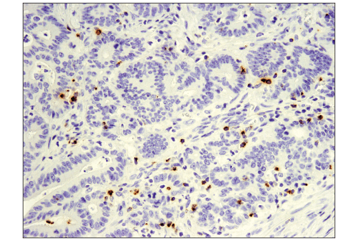 Immunohistochemistry Image 1: Granzyme B (D6E9W) Rabbit mAb (BSA and Azide Free)