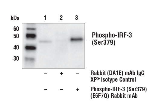 Immunoprecipitation Image 1: Phospho-IRF-3 (Ser379) (E6F7Q) Rabbit mAb