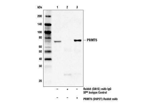 Immunoprecipitation Image 1: PRMT5 (D5P2T) Rabbit mAb