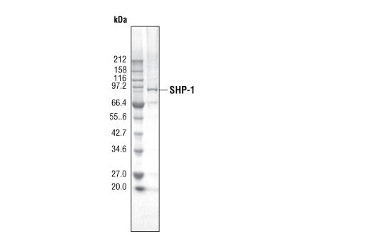  Image 2: SHP-1 Phosphatase