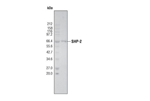  Image 2: SHP-2 Phosphatase
