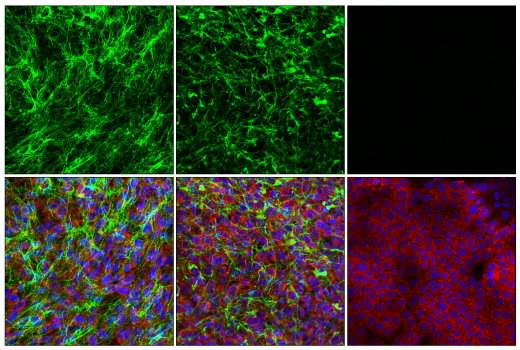 Immunofluorescence Image 2: COL5A1 (E6U9W) Rabbit mAb (BSA and Azide Free)