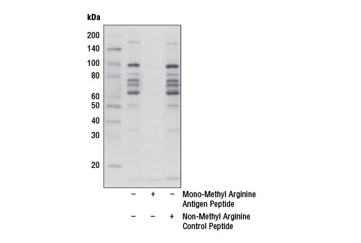 Western Blotting Image 2: Mono-Methyl Arginine [mme-R] MultiMab®  Rabbit mAb mix