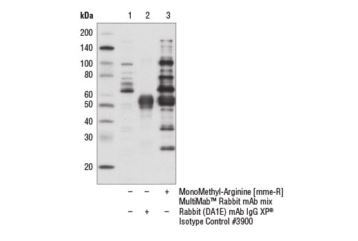Immunoprecipitation Image 1: Mono-Methyl Arginine [mme-R] MultiMab®  Rabbit mAb mix