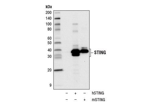 Western Blotting Image 2: STING (D2P2F) Rabbit Monoclonal Antibody (Biotinylated)