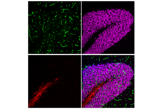 Immunofluorescence Image 1: Mfsd2a (E8U2O) Rabbit mAb
