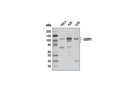  Image 8: USP Antibody Sampler Kit