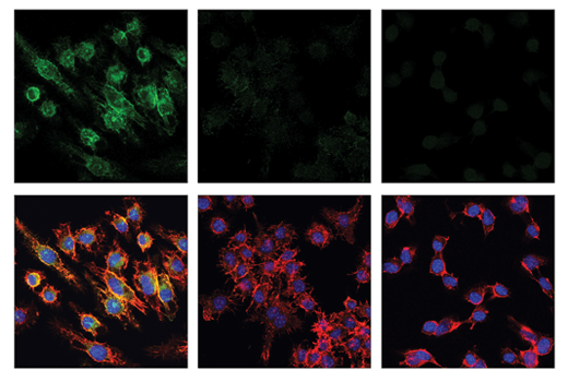 Immunofluorescence Image 3: CD16/CD32 (2.4G2) Rat mAb (IF Formulated)