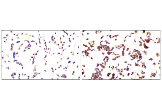 Immunohistochemistry Image 6: Phospho-Tyrosine Mouse mAb (P-Tyr-100) (BSA and Azide Free)