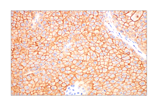 Immunohistochemistry Image 10: Phospho-Tyrosine Mouse mAb (P-Tyr-100) (BSA and Azide Free)