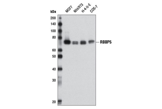 Western Blotting Image 1: RBBP5 Antibody