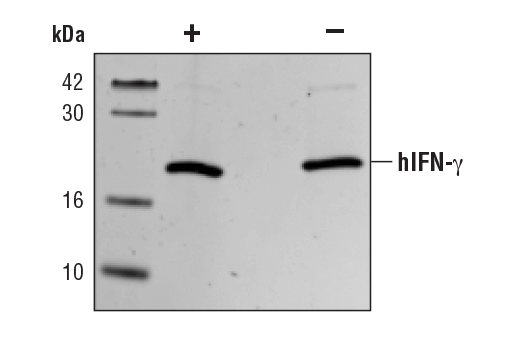  Image 2: Human Interferon-γ (hIFN-γ) Recombinant Protein
