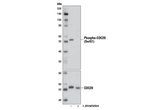 Western Blotting Image 1: Phospho-CDC20 (Ser51) Antibody