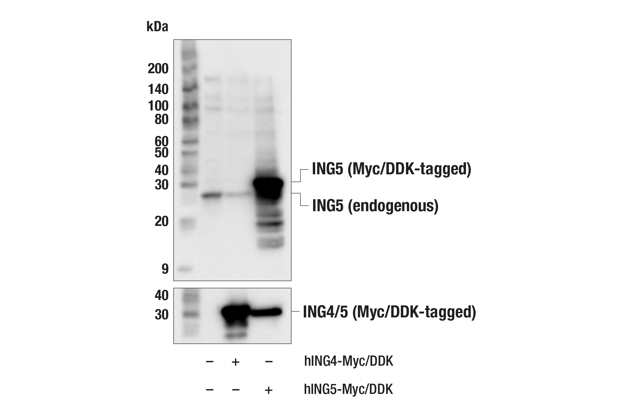 Western Blotting Image 2: ING5 (F7J4V) Rabbit mAb