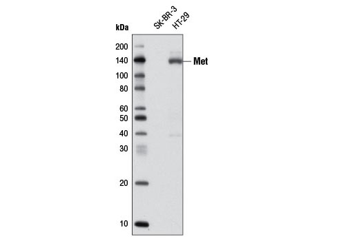 Western Blotting Image 1: Met (D1C2) XP® Rabbit mAb (Biotinylated)