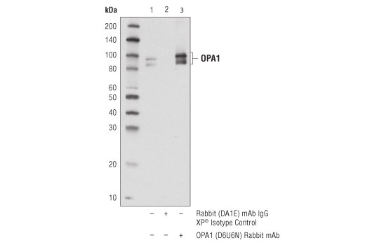 Immunoprecipitation Image 1: OPA1 (D6U6N) Rabbit mAb