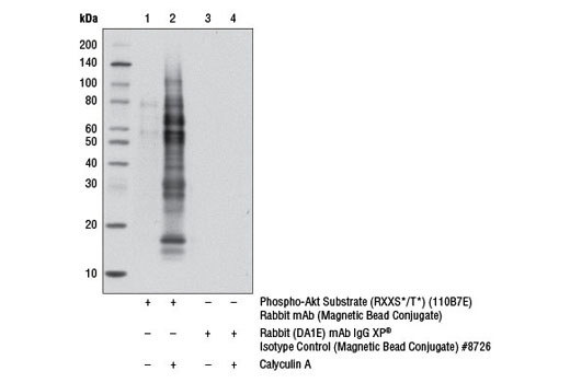 Immunoprecipitation Image 1: Phospho-Akt Substrate (RXXS*/T*) (110B7E) Rabbit mAb (Magnetic Bead Conjugate)