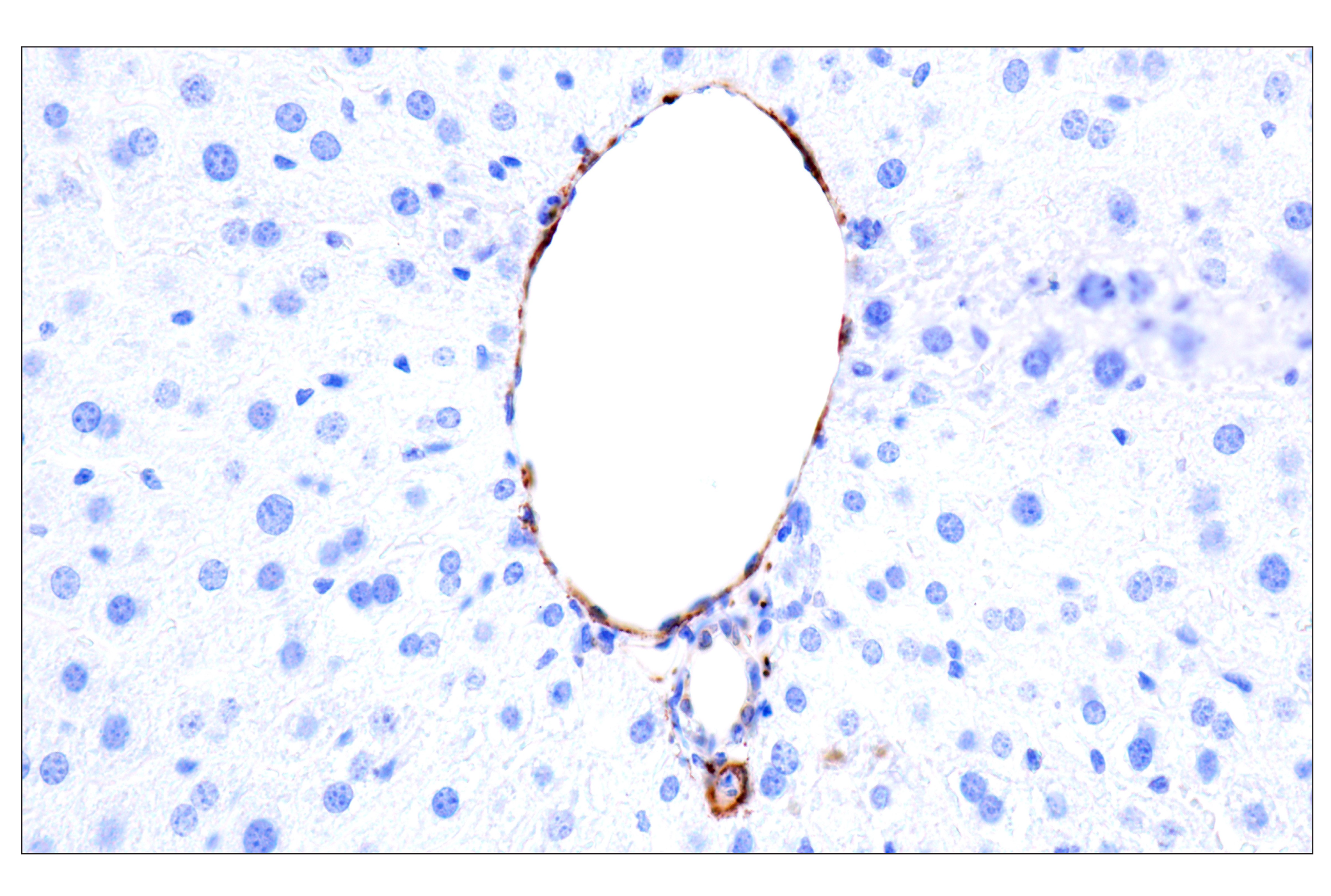 Immunohistochemistry Image 22: MAP1B (E8S8R) Rabbit mAb (IF Formulated)