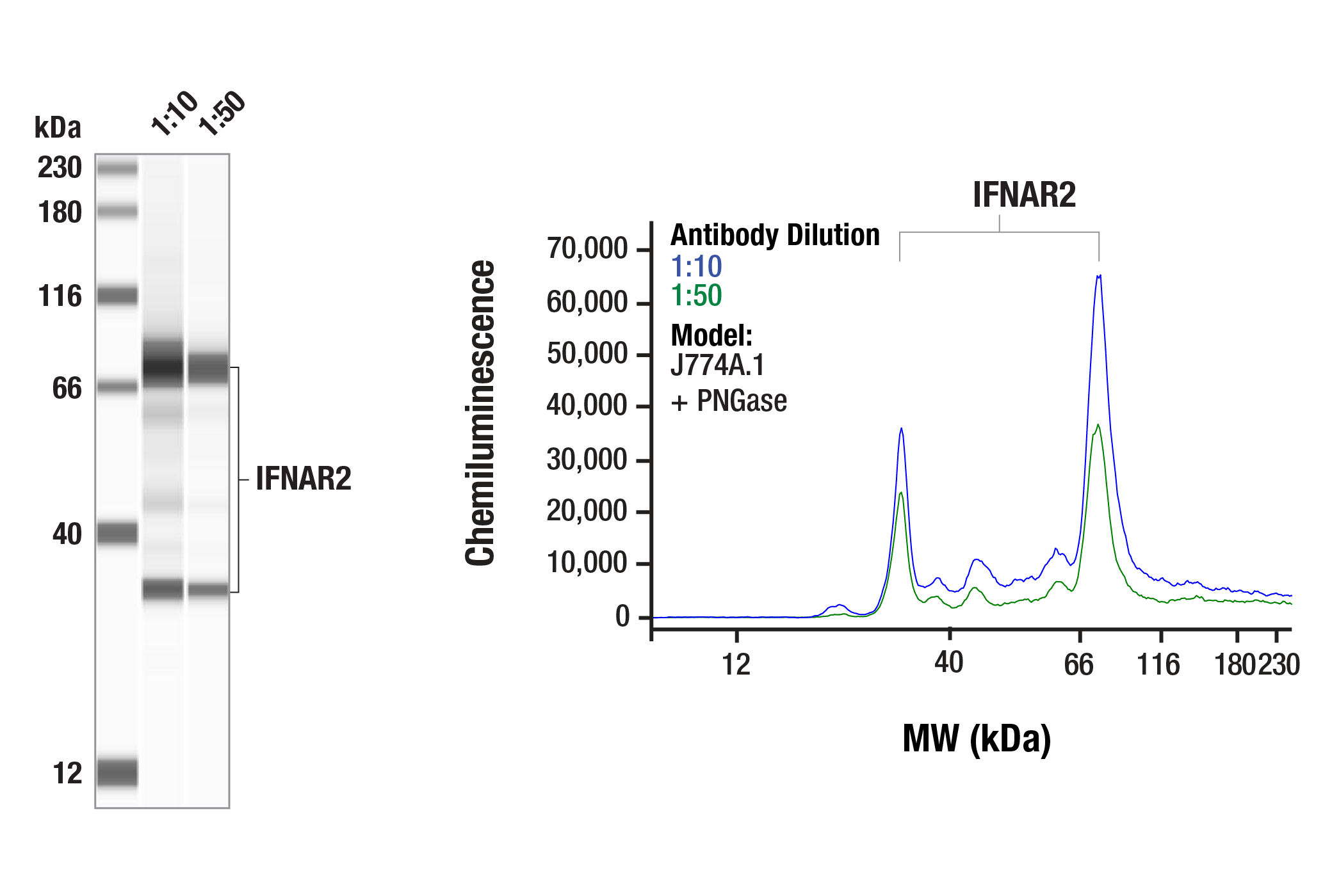 Western Blotting Image 4: IFNAR2 (E7R3A) Rabbit mAb