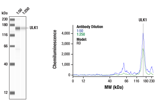  Image 2: Autophagy Induction (ULK1 Complex) Antibody Sampler Kit