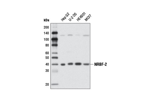 Western Blotting Image 1: NRBF-2 Antibody