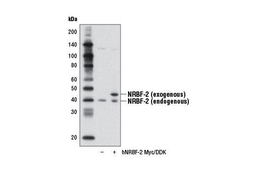 Western Blotting Image 2: NRBF-2 Antibody