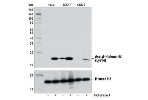 Western Blotting Image 1: Acetyl-Histone H3 (Lys14) (D4B9) Rabbit mAb (BSA and Azide Free)