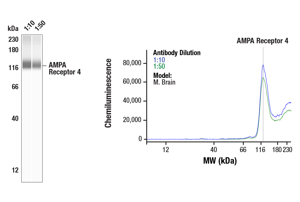 Western Blotting Image 2: AMPA Receptor 4 (GluA 4) (D41A11) XP® Rabbit mAb