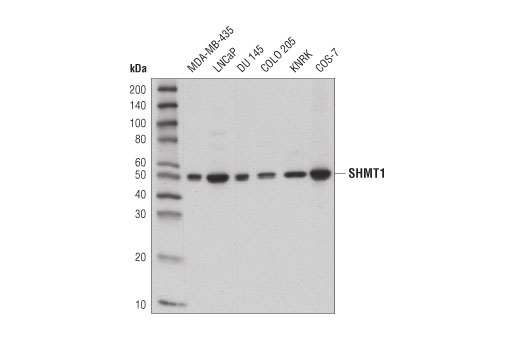  Image 7: One-Carbon Metabolism Antibody Sampler Kit