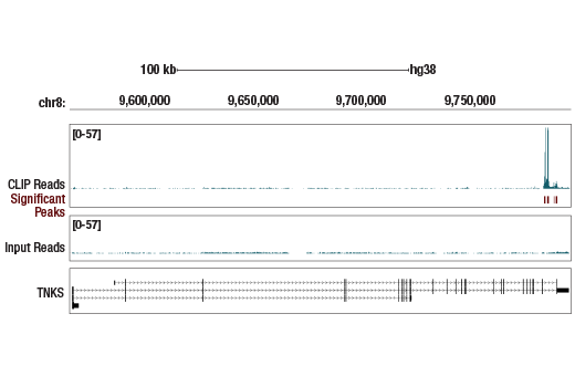 eCLIP Image 1: Succinyl-CoA Synthetase (D8A11) Rabbit mAb