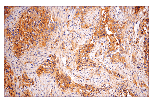 Immunohistochemistry Image 2: Rab5A (E6N8S) Mouse mAb (BSA and Azide Free)