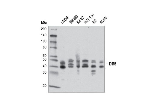  Image 6: Death Receptor Antibody Sampler Kit II