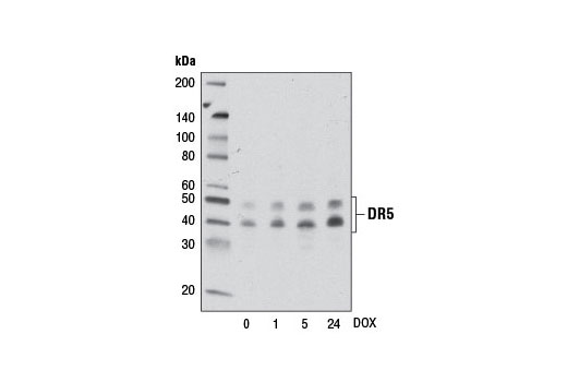  Image 11: Death Receptor Antibody Sampler Kit II