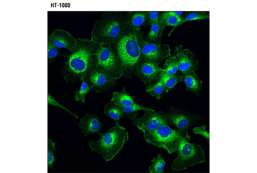 Immunofluorescence Image 1: DR5 (D4E9) XP® Rabbit mAb