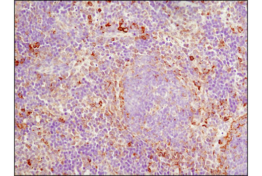 Immunohistochemistry Image 3: PDI (C81H6) Rabbit mAb (BSA and Azide Free)