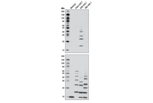 Western Blotting Image 1: K48-linkage Specific Polyubiquitin (D9D5) Rabbit mAb