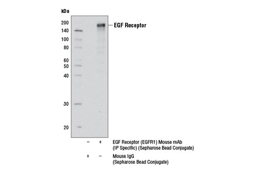 Immunoprecipitation Image 1: EGF Receptor (EGFR1) Mouse mAb (Sepharose® Bead Conjugate)