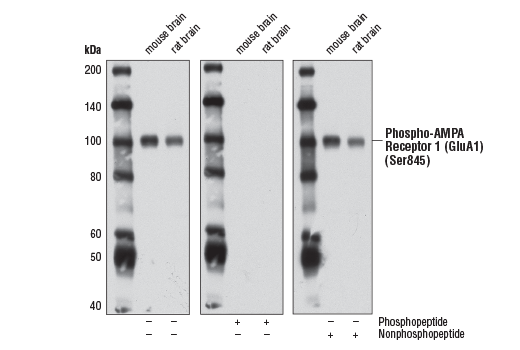  Image 9: AMPA Receptor (GluA) Antibody Sampler Kit