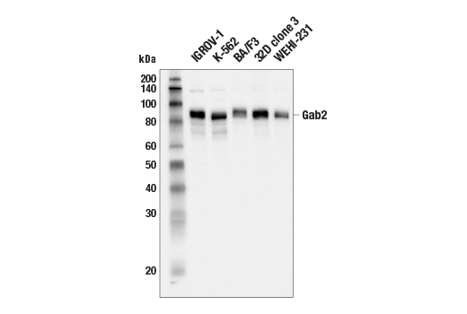 Western Blotting Image 2: Gab2 Antibody