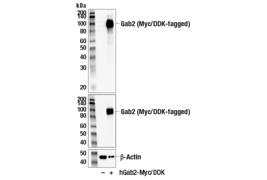 Western Blotting Image 4: Gab2 Antibody