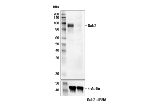 Western Blotting Image 3: Gab2 Antibody