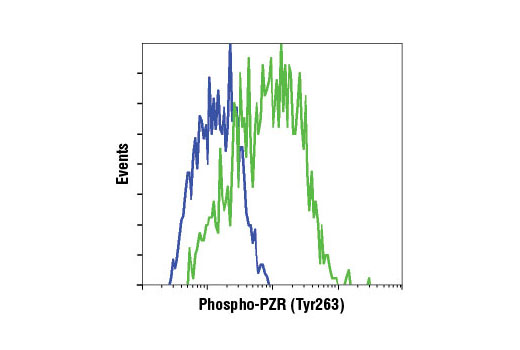 Flow Cytometry Image 1: Phospho-PZR (Tyr263) (D6A5) Rabbit mAb