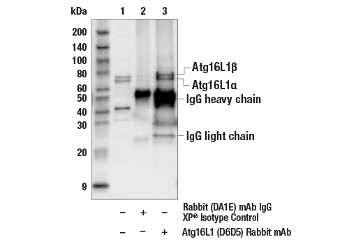  Image 1: Autophagy Vesicle Elongation (Atg12 Conjugation) Antibody Sampler Kit
