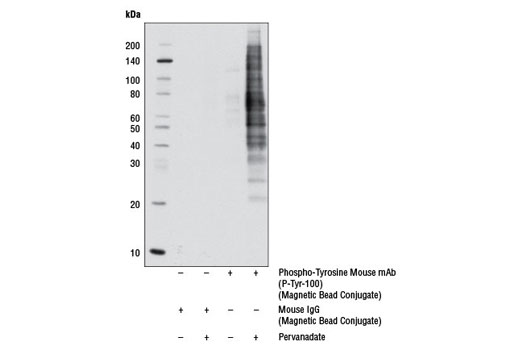 Immunoprecipitation Image 1: Phospho-Tyrosine Mouse mAb (P-Tyr-100) (Magnetic Bead Conjugate)